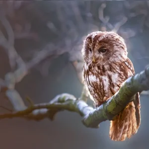 Baykuş resmi çok güzel